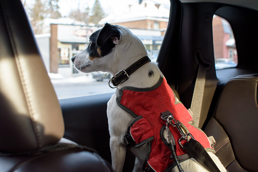 dog looking out window of car inside, Pet safety and cute dog in car on road trip wearing seat belt harness  driving on city streets conceptual dog lifestyle photography for pet owners or pet insurance concept